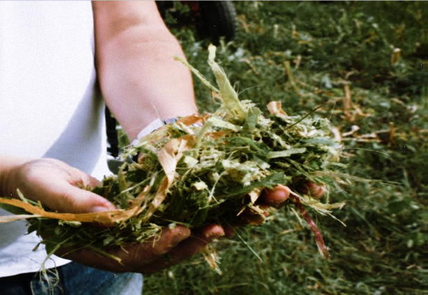 How To Make Silage For Cows Imran Vet Blog IVB 