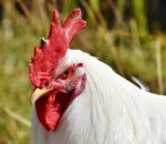Fowl Pox in Chicken |Treatment & Prevention