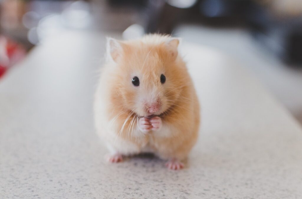 A cute Hamster, 