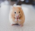 Cute Hamsters as Pet