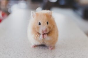 Cute Hamster. Hamster as a pet
