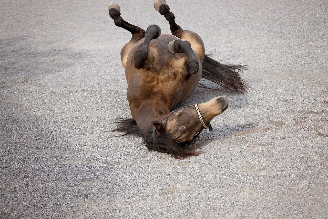 Read more about the article Colic in Horses | Types, Signs, & Treatment