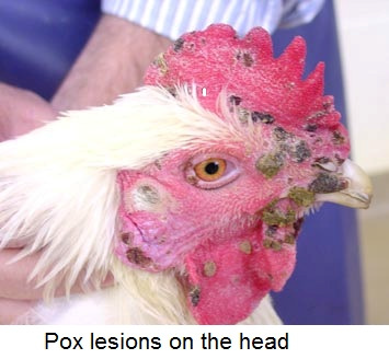 Fowl Pox Sign