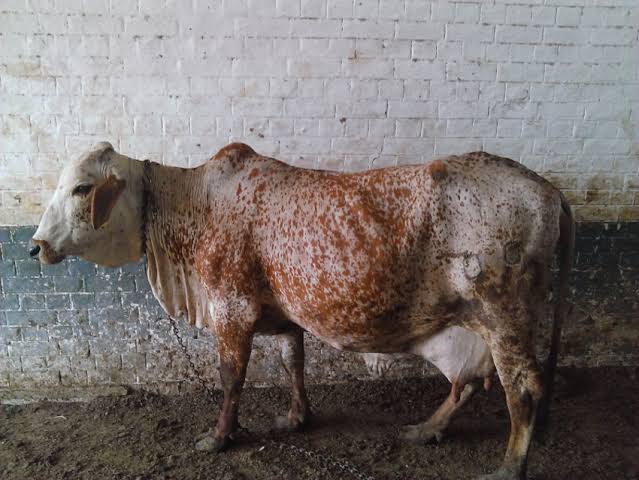 Cholistani cow breed