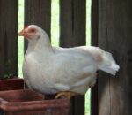 Molting in Chicken | A Natural Process