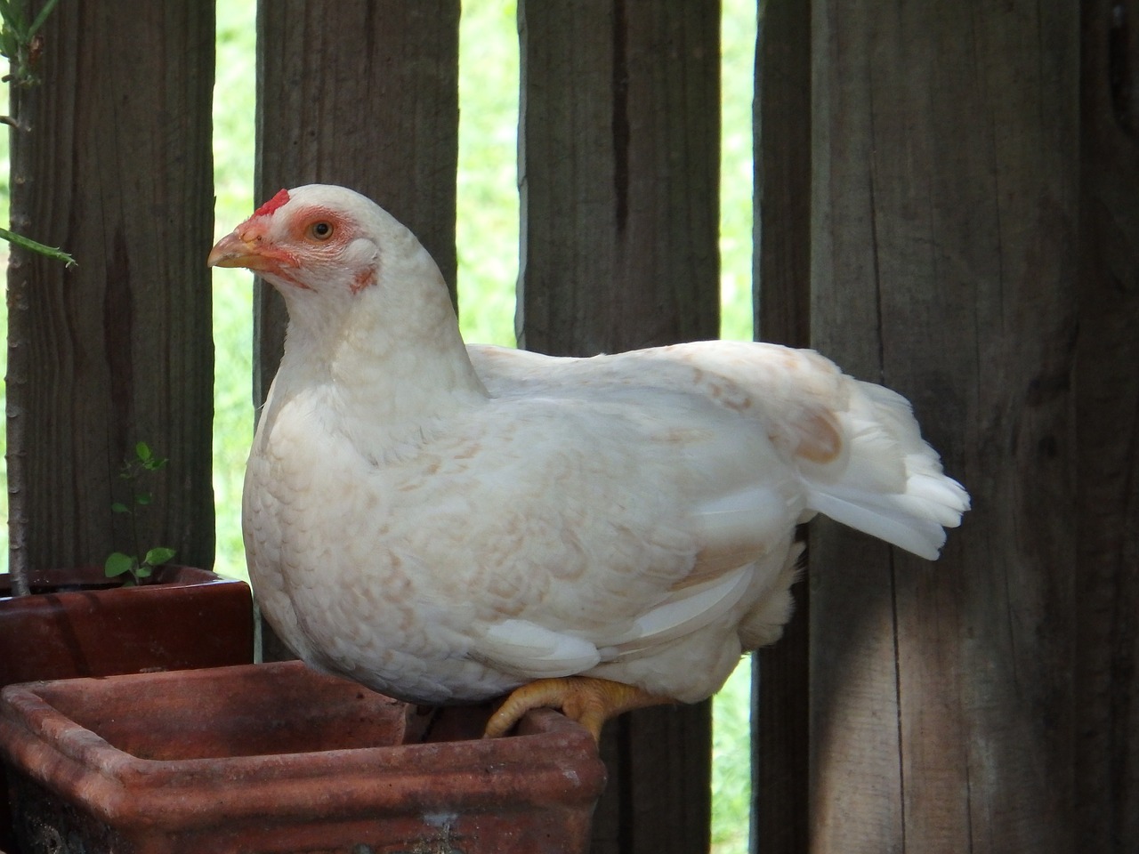 Read more about the article Molting in Chicken | A Natural Process