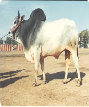 Dajal cow breed