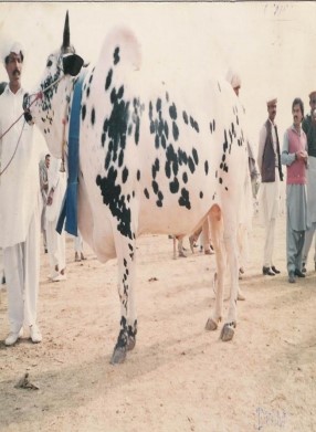 Dhanni cow breed