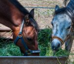 Principles of Horse Feeding | Why it matters