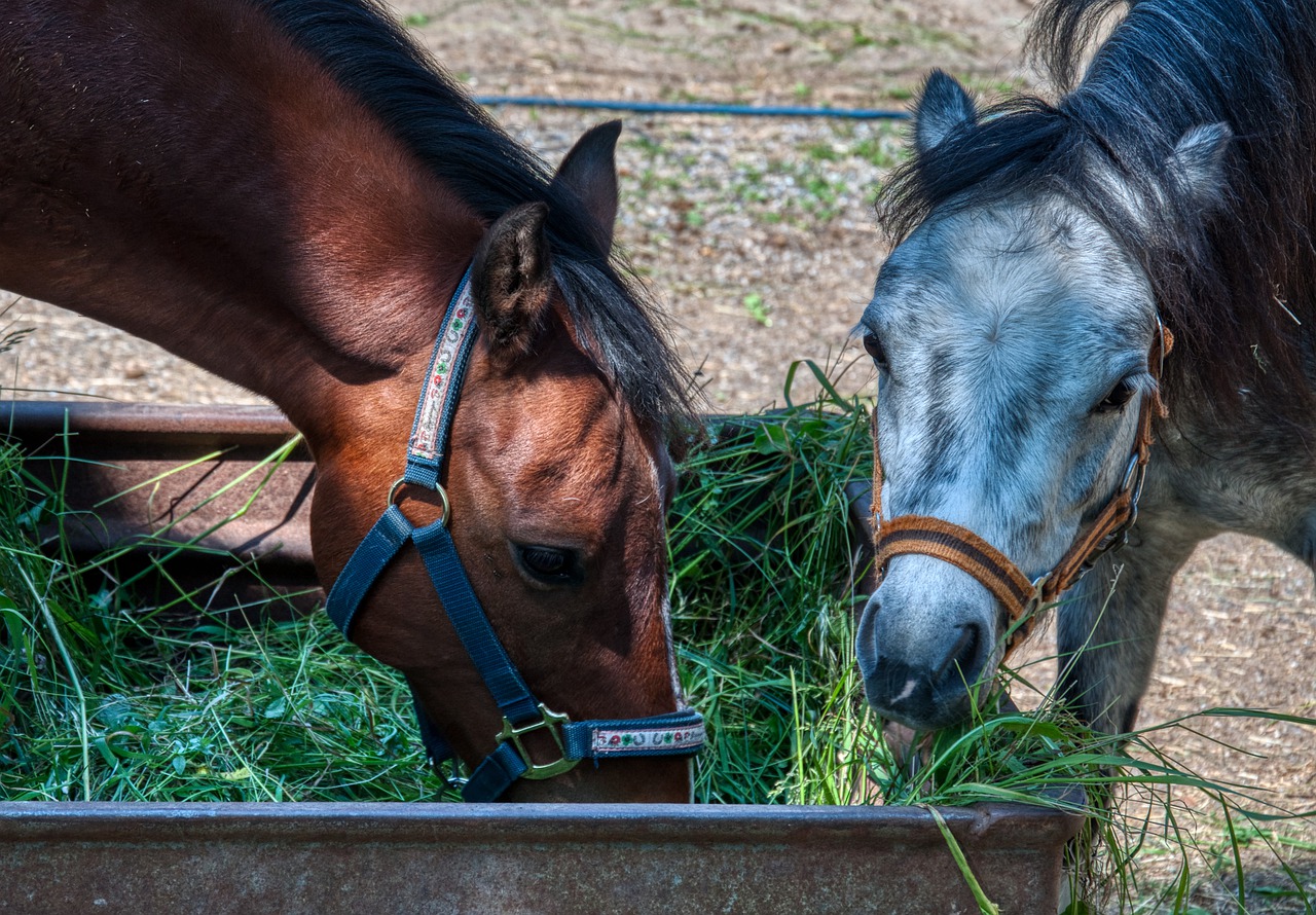 Read more about the article Principles of Horse Feeding | Why it matters