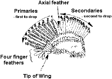 wing feathers in chicken