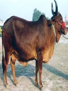 Red Sindhi cow breed