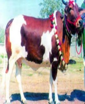 Rojhan cow breed