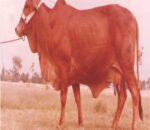 Famous Cow Breeds In Pakistan