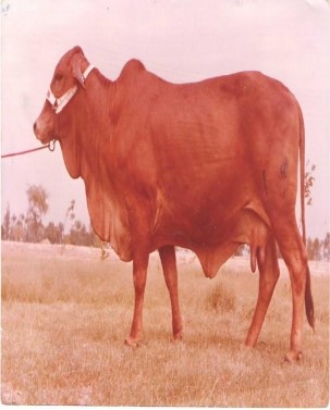 Read more about the article Famous Cow Breeds In Pakistan