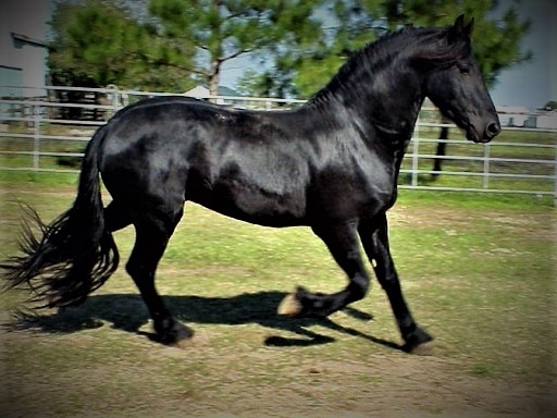 Black body colour horse