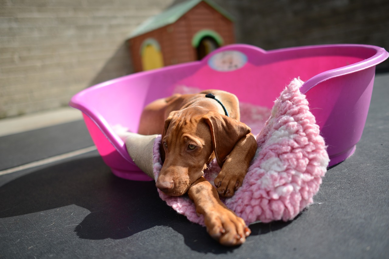 Read more about the article Dog Care and Management