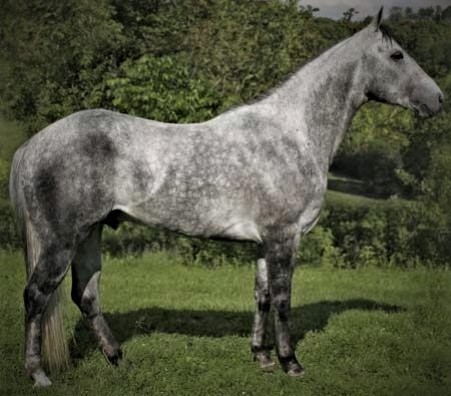 grey body colour horse