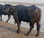 Buffalo Breeds In Pakistan | Nili-Ravi & Kundi