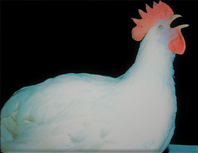 Read more about the article Infectious Bronchitis in Chickens
