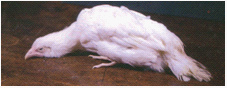 Read more about the article Mareks disease in chickens