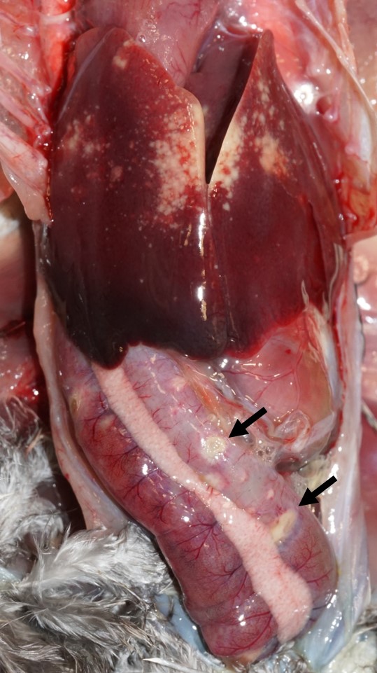 Quail disease (Ulcerative enteritis)