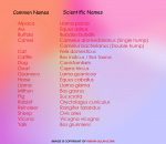 Scientific Names of Animals & Birds