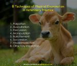 8 Techniques Used in Physical Examination