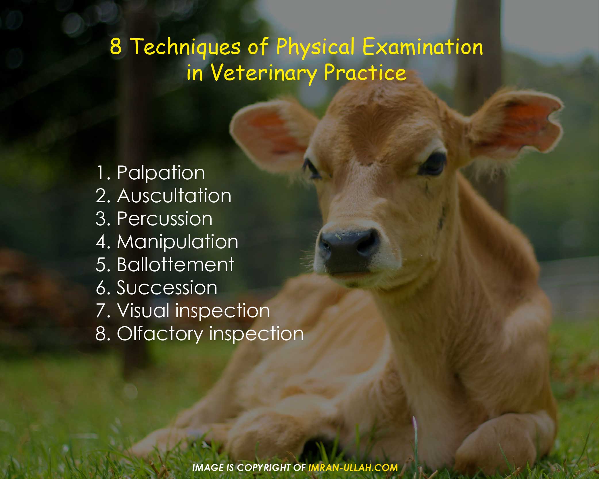Read more about the article 8 Techniques Used in Physical Examination
