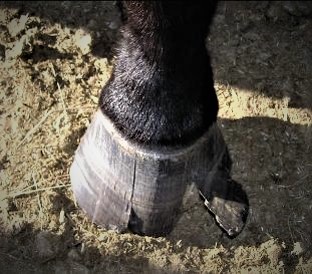Read more about the article Hoof Care for Horses