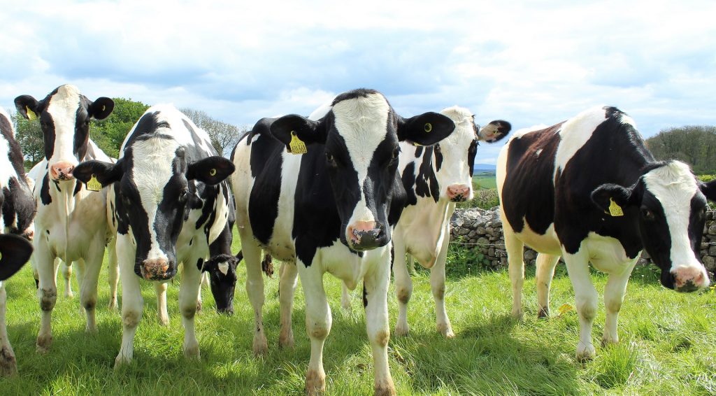 dry cow treatment, dairy animals