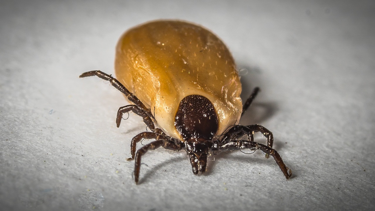 Read more about the article Tick Fever in Cattle