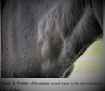 Glander in Horse | Symptoms & Prevention