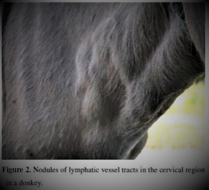 Read more about the article Glander in Horse | Symptoms & Prevention