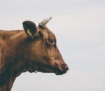 Ephemeral Fever in Cattle
