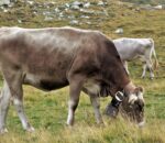 Dry Cow Treatment | Do Cows Always Produce Milk