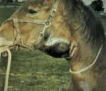 Strangles in Horses | Symptoms & Treatment