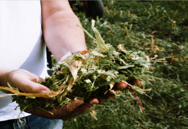 Read more about the article How to make silage for cows