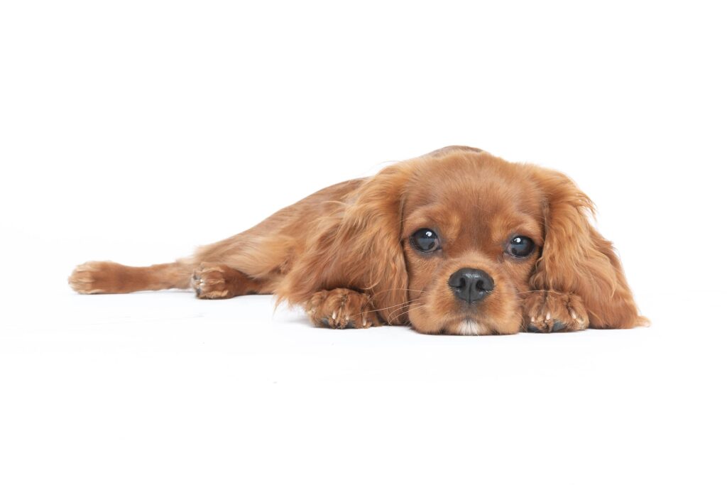 signs of parvo in puppies